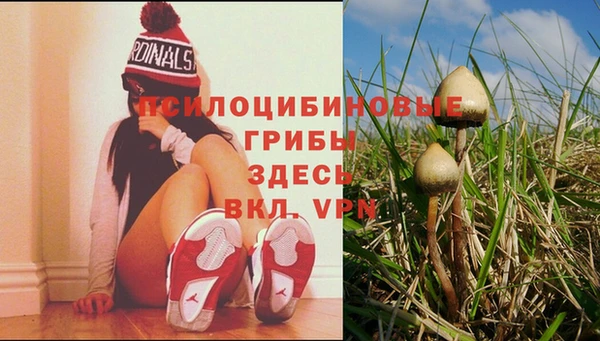 PSILOCYBIN Верея